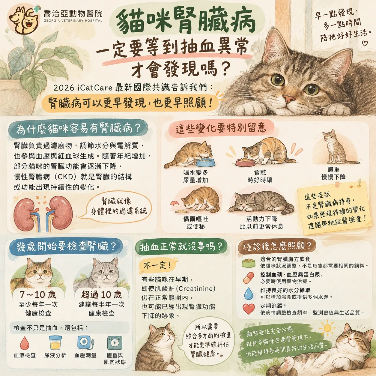 貓咪腎臟健康早期照護指南,說明熟齡健檢、早期徵兆與居家照護