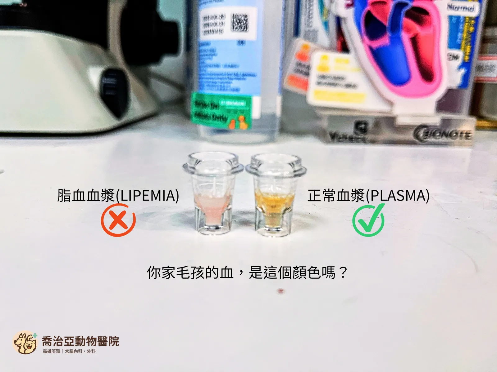 毛孩抽血出現乳白色血漿?認識寵物脂血症(Lipemia)