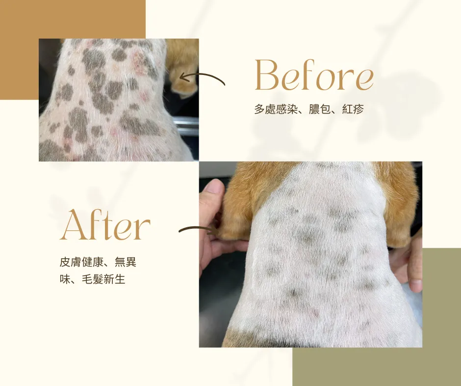 狗背皮膚前後對比拼圖:上方Before顯多處感染、膿包、紅疹;下方After皮膚較健康、毛髮再生,米白背景與箭頭標示。