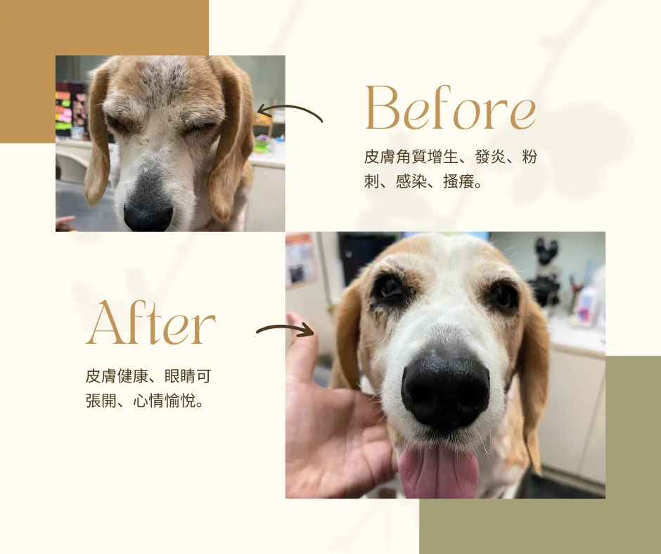 對比圖:狗狗治療皮膚前後。上方 Before 顯示眼瞼紅腫、皮膚角質與粉刺;下方 After 狗被人撫摸,眼神明亮、吐舌微笑,背景為診療台與室內。