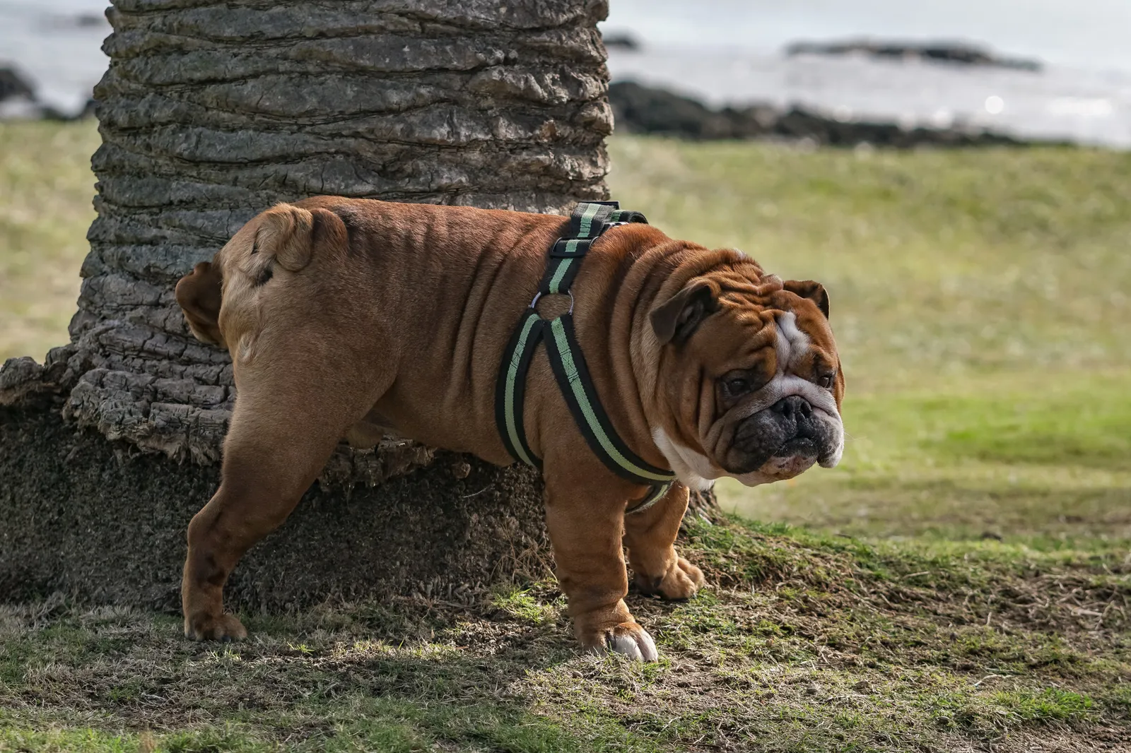 【文章】狗狗漏尿怎麼辦?認識犬隻尿失禁:原公告圖片